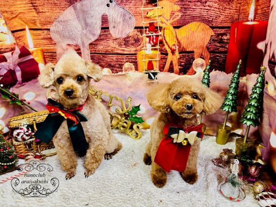 ペットサロン、ヌーノクラブ、可愛くリーズナブルにトリミング トイプードルのもこ、ちゅーい_640