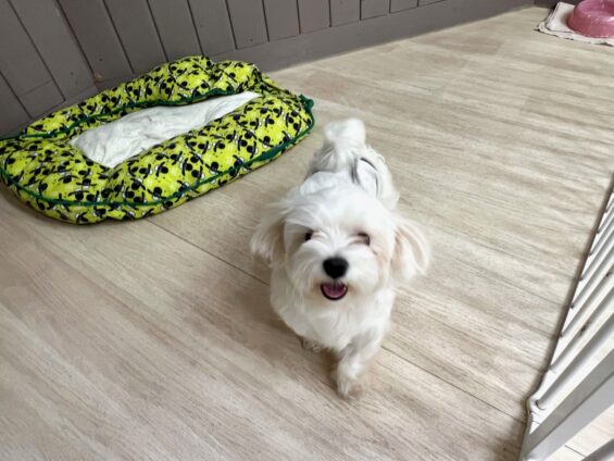 ヌーノクラブ 犬のペットホテル 東京 中野区 フリースペースでのびのび お預かり中 マルチーズのいと