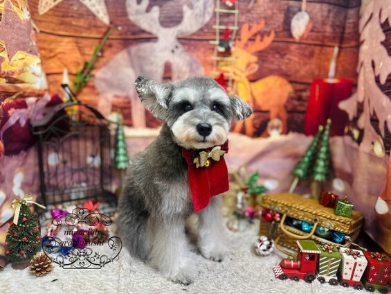 ペットサロン、ヌーノクラブ、可愛くリーズナブルにトリミング