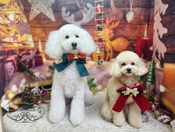 ペットサロン、ヌーノクラブ、可愛くリーズナブルにトリミング