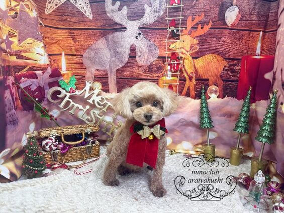 ペットサロン、ヌーノクラブ、可愛くリーズナブルにトリミング