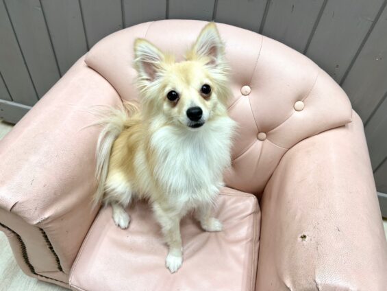 ヌーノクラブ　犬のペットホテル　東京　中野区　フリースペースでのびのび　お預かり中　ポメマルのましゅまる