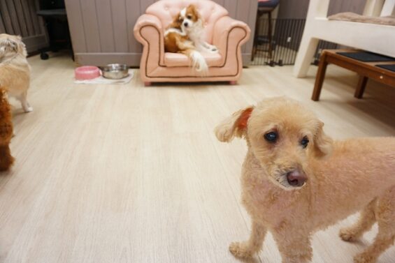 ヌーノクラブ 犬のペットホテル 東京 中野区 フリースペースでのびのび お預かり中 トイプードルのゆうた