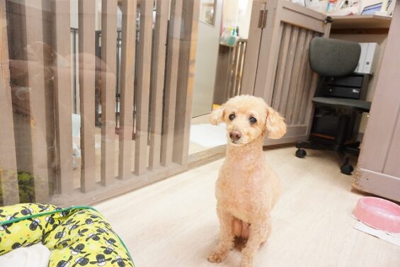 ヌーノクラブ 犬のペットホテル 東京 中野区 フリースペースでのびのび お預かり中 トイプードルのゆうた