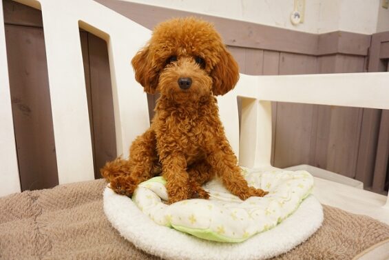 ヌーノクラブ 犬のペットホテル 東京 中野区 フリースペースでのびのび お預かり中 トイプードルのもこ