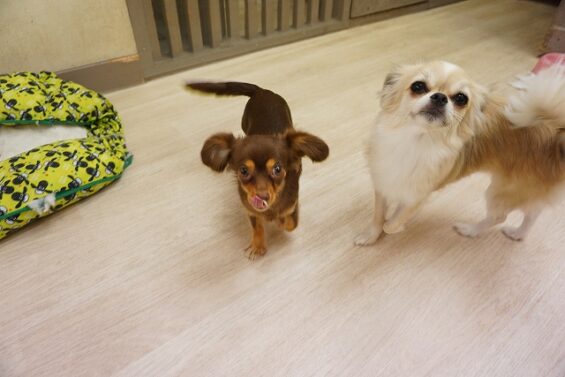 ヌーノクラブ 犬のペットホテル 東京 中野区 フリースペースでのびのび お預かり中 チワックスのベア・チワマルのテディ