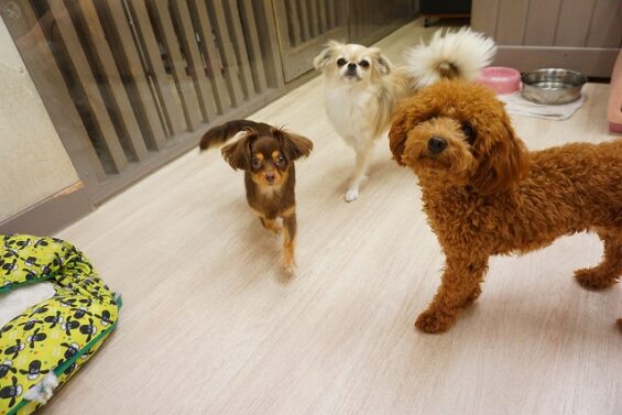 ヌーノクラブ 犬のペットホテル 東京 中野区 フリースペースでのびのび お預かり中 トイプードルのもこ