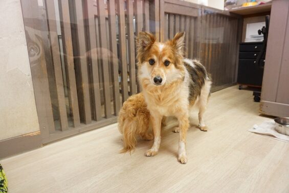 ヌーノクラブ　犬のペットホテル　東京　中野区　フリースペースでのびのび　お預かり中　ダックスフントのリノ・MIXのナル