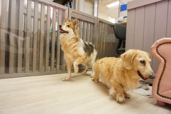 ヌーノクラブ　犬のペットホテル　東京　中野区　フリースペースでのびのび　お預かり中　ダックスフントのリノ・MIXのナル