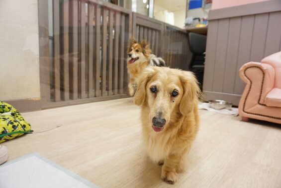 ヌーノクラブ　犬のペットホテル　東京　中野区　フリースペースでのびのび　お預かり中　ダックスフントのリノ・MIXのナル
