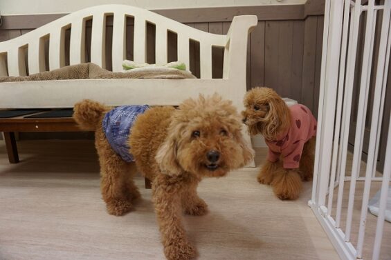 ヌーノクラブ　犬のペットホテル　東京　中野区　フリースペースでのびのび　お預かり中　トイプードルのモップ　