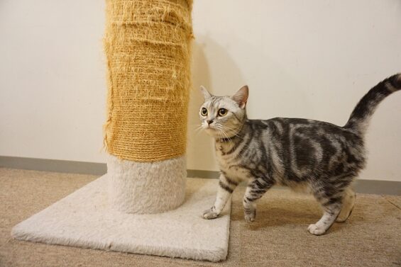 ヌーノクラブ　猫専用ペットホテル　都内　中野区　フリースペースでのびのび　お預り中の猫ちゃん　アメリカンショートヘアのカオ