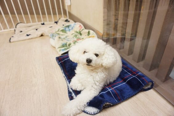 ヌーノクラブ 犬のペットホテル 東京 中野区 フリースペースでのびのび お預かり中 トイプードルのオタ