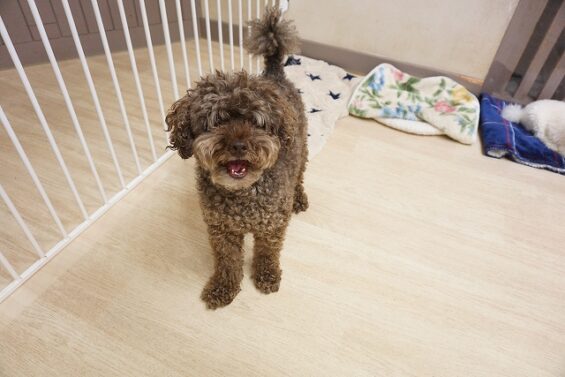 ヌーノクラブ 犬のペットホテル 東京 中野区 フリースペースでのびのび お預かり中 トイプードルのアル