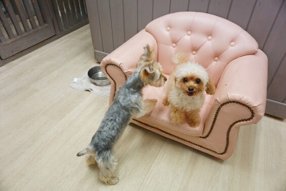 ヌーノクラブ 犬のペットホテル 東京 中野区 フリースペースでのびのび お預かり中 トイプードルのベニ・ヨーキーのテッド