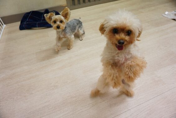 ヌーノクラブ 犬のペットホテル 東京 中野区 フリースペースでのびのび お預かり中 トイプードルのベニ・ヨーキーのテッド