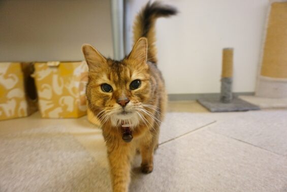 ヌーノクラブ 猫専用ペットホテル 都内 中野区 フリースペースでのびのび お預り中の猫ちゃん ソマリの茶々丸