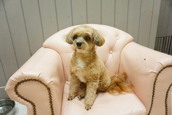 ヌーノクラブ 犬のペットホテル 東京 中野区 フリースペースでのびのび お預かり中 チワプーのセラ・チワマルのバビ