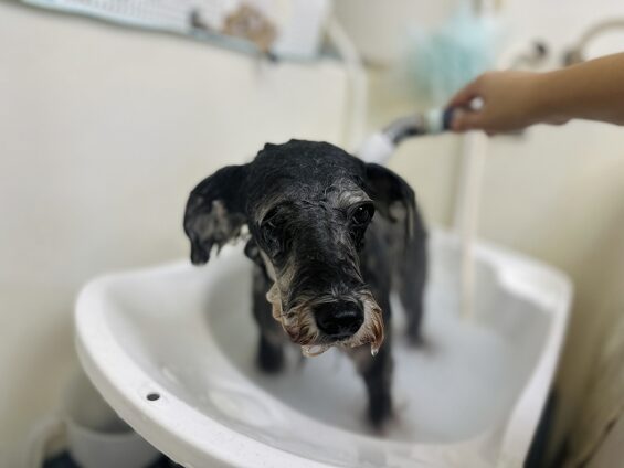 ペットサロン、ヌーノクラブ、可愛くリーズナブルにトリミング