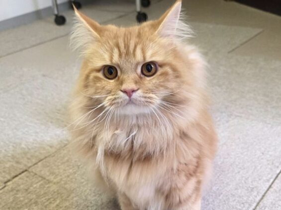 ヌーノクラブ 猫専用ペットホテル 都内 中野区 フリースペースでのびのび お預り中の猫ちゃん サイベリアンのゴロー