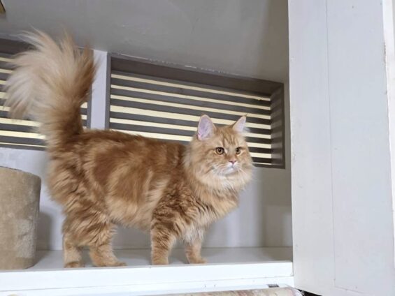 ヌーノクラブ 猫専用ペットホテル 都内 中野区 フリースペースでのびのび お預り中の猫ちゃん サイベリアンのゴロー