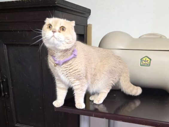 ヌーノクラブ 猫専用ペットホテル 都内 中野区 フリースペースでのびのび お預り中の猫ちゃん スコティッシュフォールドのあい