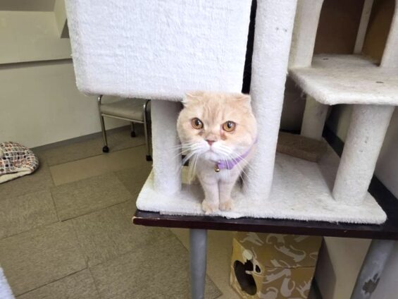 ヌーノクラブ 猫専用ペットホテル 都内 中野区 フリースペースでのびのび お預り中の猫ちゃん スコティッシュフォールドのあい