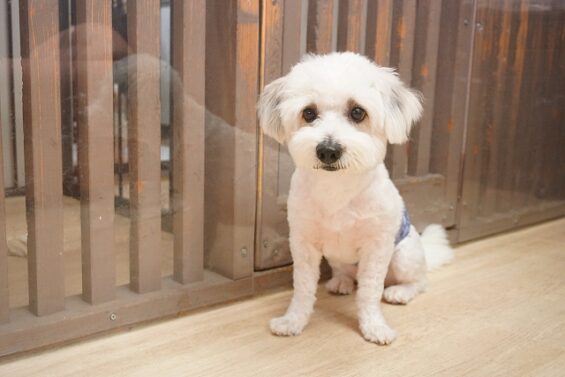 ヌーノクラブ 犬のペットホテル 東京 中野区 フリースペースでのびのび お預かり中 シーズー×トイプードルのドゥビ