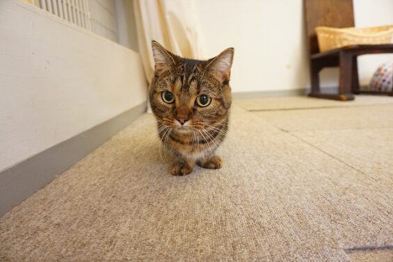 ヌーノクラブ 猫専用ペットホテル 都内 中野区 フリースペースでのびのび お預り中の猫ちゃん マンチカンのみらん