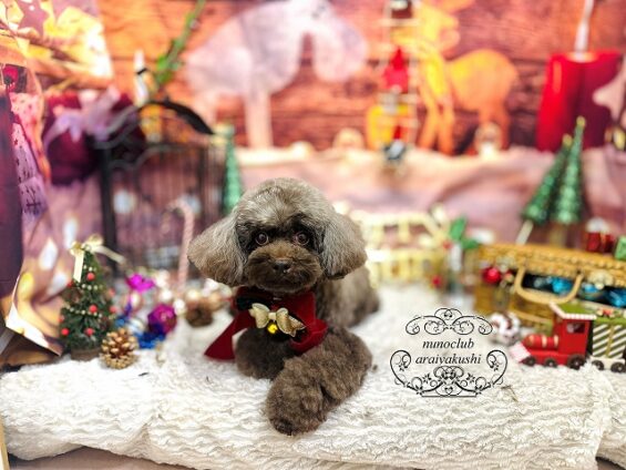 ペットサロン、ヌーノクラブ、可愛くリーズナブルにトリミング トイプードルのコロ_640