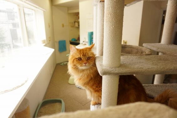 ヌーノクラブ 猫専用ペットホテル 都内 中野区 フリースペースでのびのび お預り中の猫ちゃん サイベリアンのゴロー