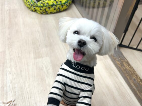 ヌーノクラブ 犬のペットホテル 東京 中野区 フリースペースでのびのび お預かり中 マルチーズ×ポメラニアンのモコ