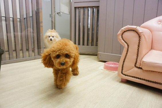 ヌーノクラブ 犬のペットホテル 東京 中野区 フリースペースでのびのび お預かり中 トイプードルのチャム
