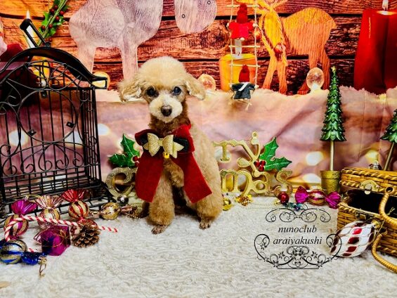 ペットサロン、ヌーノクラブ、可愛くリーズナブルにトリミング トイプードルのクレア_640