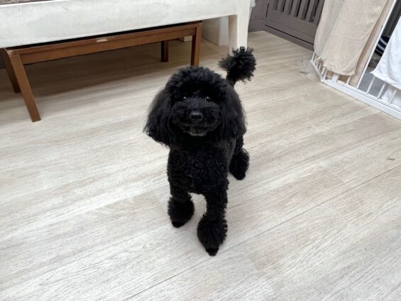 ヌーノクラブ 犬のペットホテル 東京 中野区 フリースペースでのびのび お預かり中トイプードルのさくら