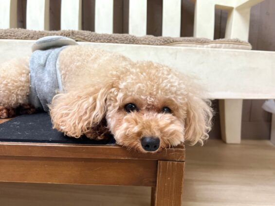 ヌーノクラブ 犬のペットホテル 東京 中野区 フリースペースでのびのび お預かり中 トイプードルの和栗