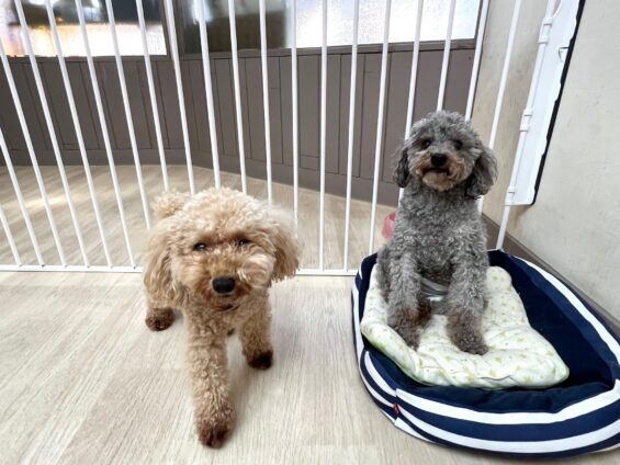 ヌーノクラブ　犬のペットホテル　東京　中野区　フリースペースでのびのび　お預かり中　トイプードルのハル和栗