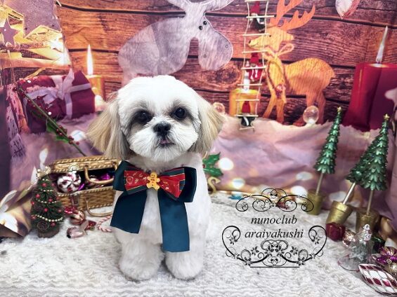 ペットサロン、ヌーノクラブ、可愛くリーズナブルにトリミング