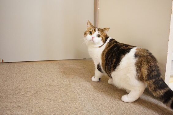 ヌーノクラブ 猫専用ペットホテル 都内 中野区 フリースペースでのびのび お預り中の猫ちゃん スコティッシュフォールドのスコ