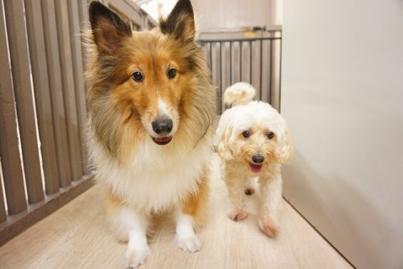 ヌーノクラブ 犬のペットホテル 東京 中野区 フリースペースでのびのび お預かり中 マルプーのサクラ、シェルティーのゆず
