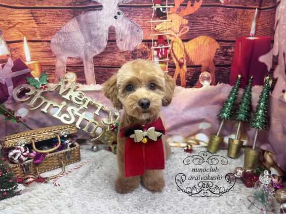 ペットサロン、ヌーノクラブ、可愛くリーズナブルにトリミング