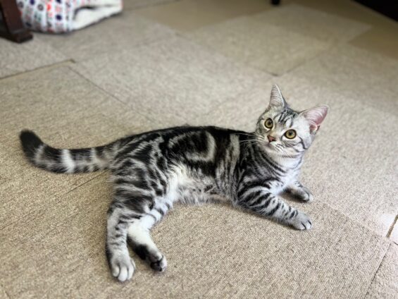 ヌーノクラブ 猫専用ペットホテル 都内 中野区 フリースペースでのびのび お預り中の猫ちゃん アメリカンショートヘアのソルト