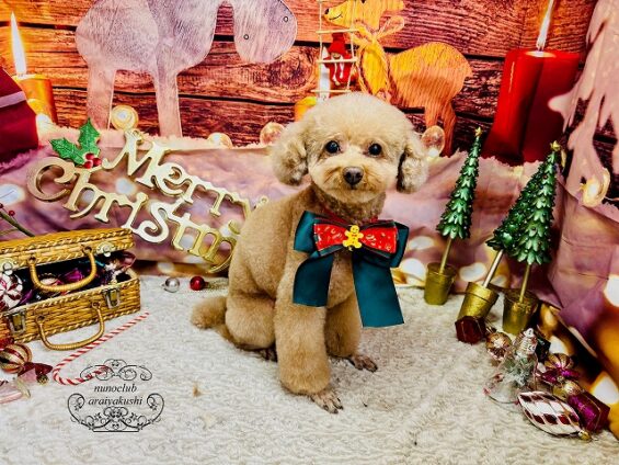 ペットサロン、ヌーノクラブ、可愛くリーズナブルにトリミング トイプードルのマル_640