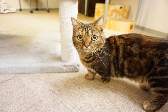 ヌーノクラブ 猫専用ペットホテル 都内 中野区 フリースペースでのびのび お預り中の猫ちゃん マンチカンのみらん