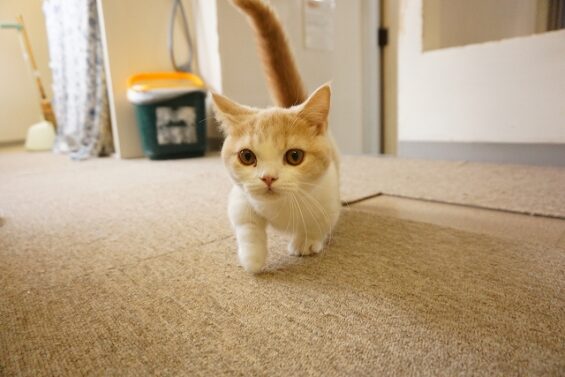 ヌーノクラブ 猫専用ペットホテル 都内 中野区 フリースペースでのびのび お預り中の猫ちゃん マンチカンのちくわ