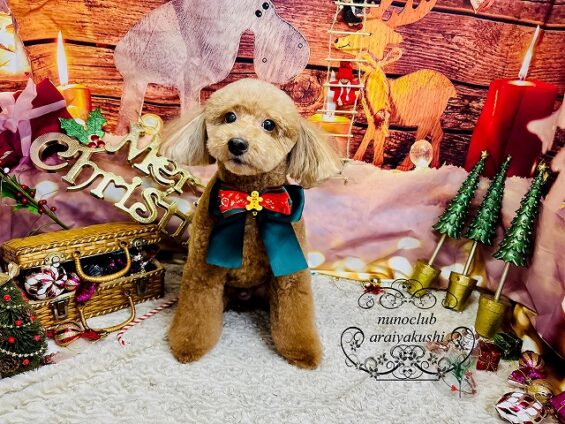 ペットサロン、ヌーノクラブ、可愛くリーズナブルにトリミング トイプードルのレオ_640