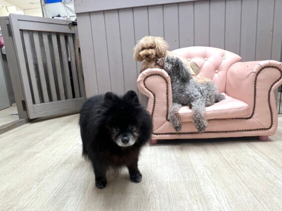 ヌーノクラブ 犬のペットホテル 東京 中野区 フリースペースでのびのび お預かり中 ポメラニアンのレオナルド