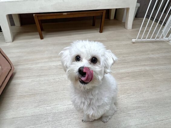 ヌーノクラブ　犬のペットホテル　東京　中野区　フリースペースでのびのび　お預かり中　マルチーズ×シーズーのココ