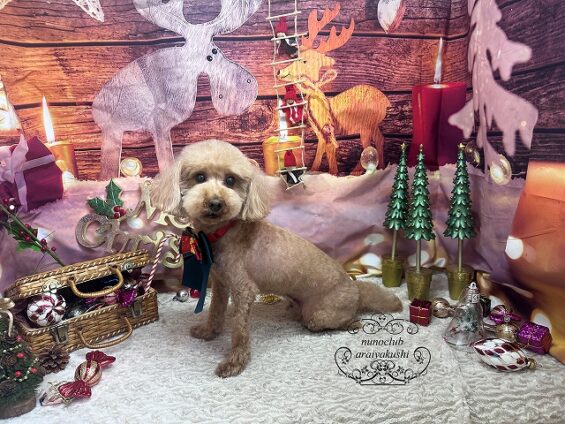 ペットサロン、ヌーノクラブ、可愛くリーズナブルにトリミング　