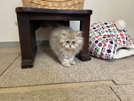 ヌーノクラブ 猫専用ペットホテル 都内 中野区 フリースペースでのびのび お預り中の猫ちゃん ペルシャのノア